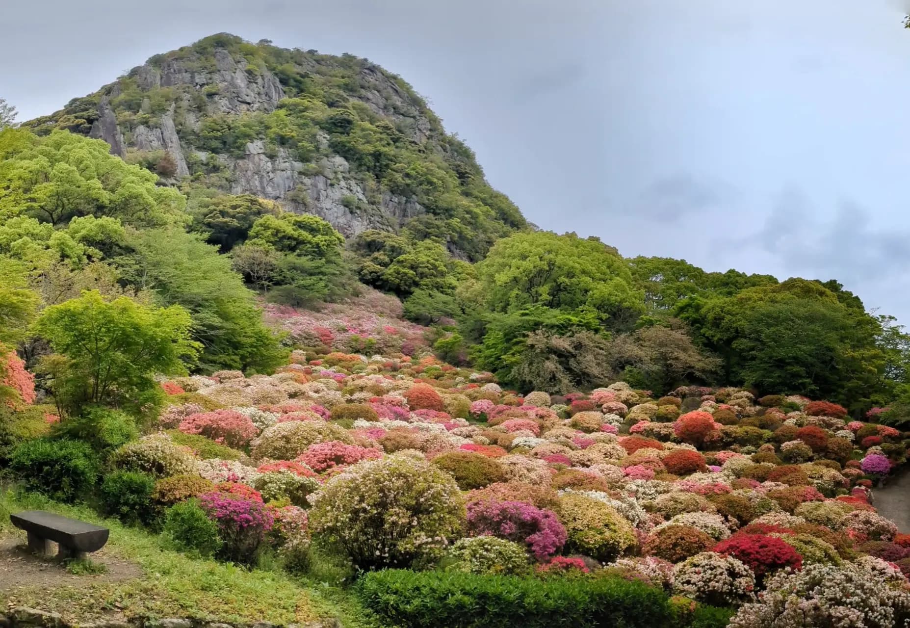 开了20万株🌺的御船山楽園