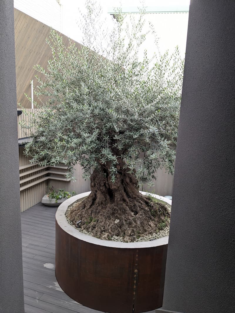 Un enorme árbol se erige en el centro del baño